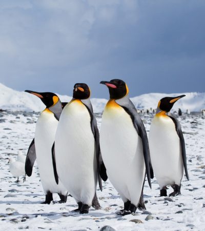 A penguin in the snow